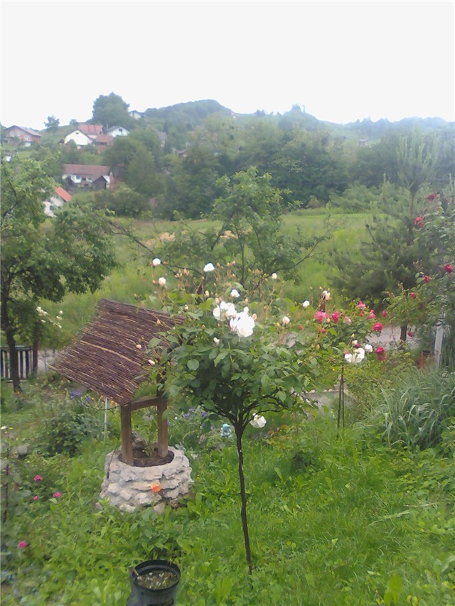 ružee